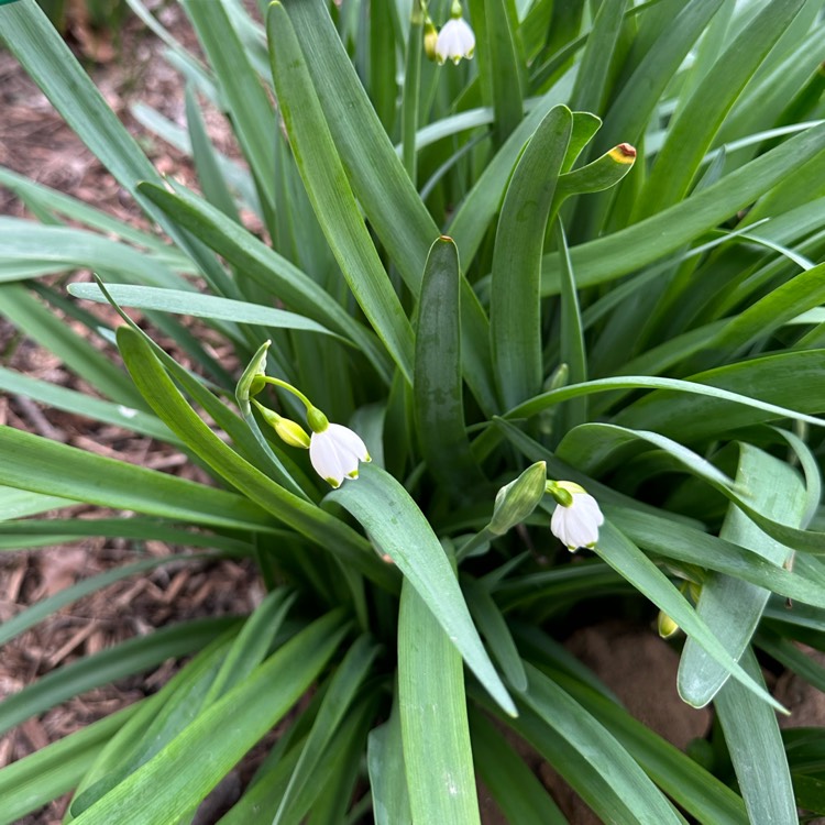 plant image 1650437