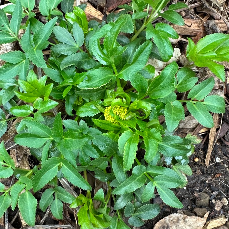 plant image 1651162 plant image 1651162