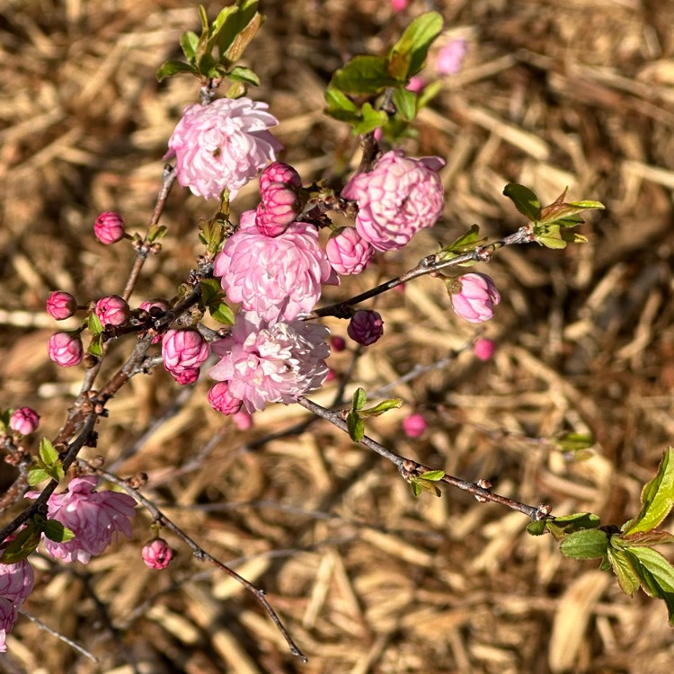 Plant image Prunus triloba