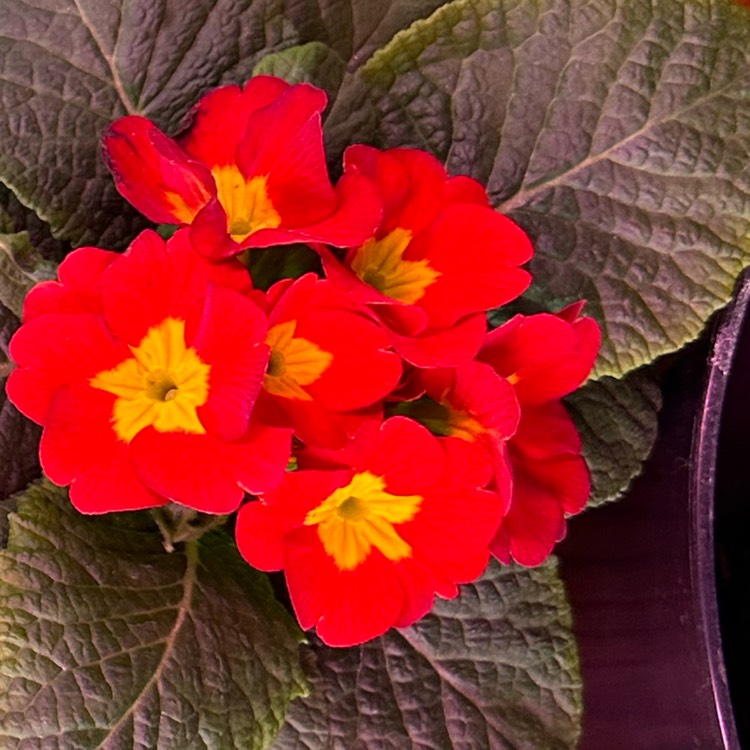 plant image 1652153