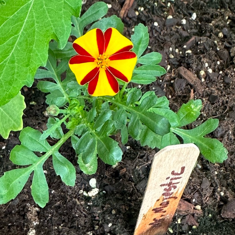 Plant image Tagetes patula 'Mr. Majestic'