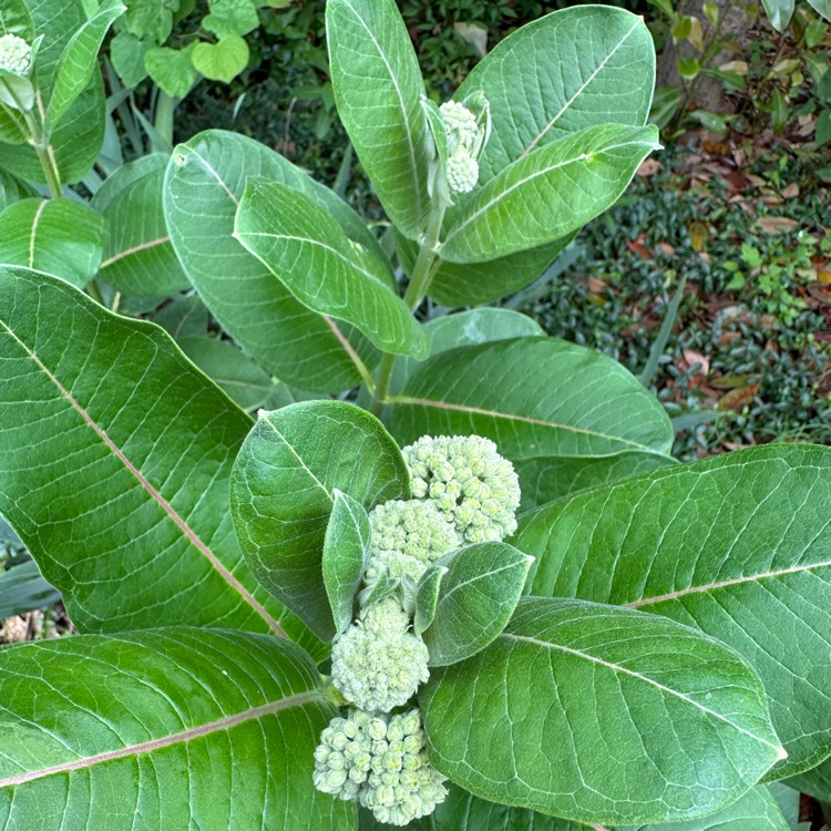 plant image 1665565 plant image 1665565