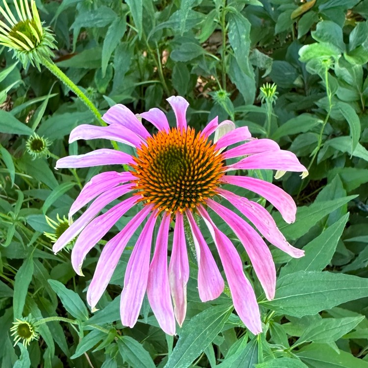 plant image 1669297