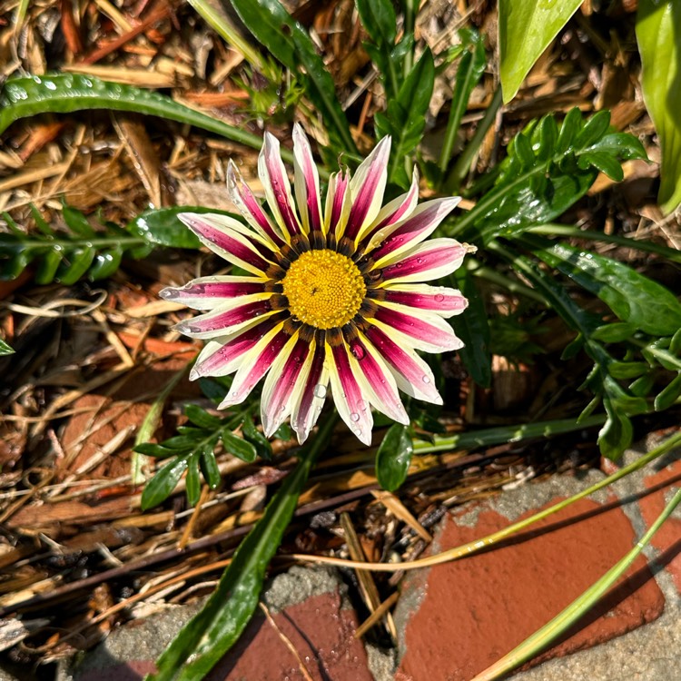plant image 1669298 plant image 1669298