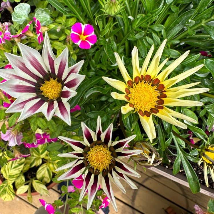plant image 1670685 plant image 1670685