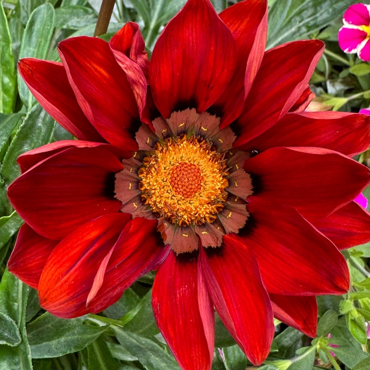 plant image 1670967 plant image 1670967