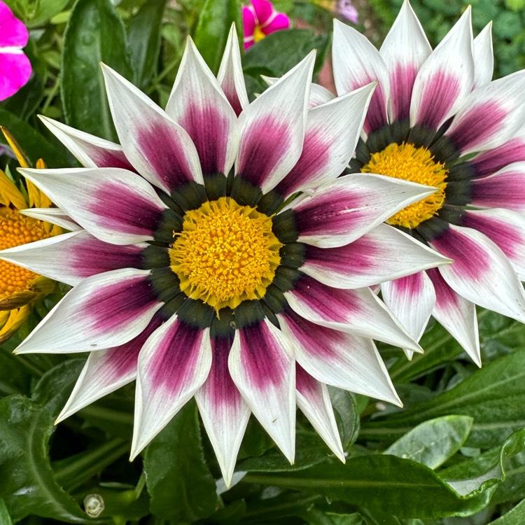 plant image 1675492 plant image 1675492