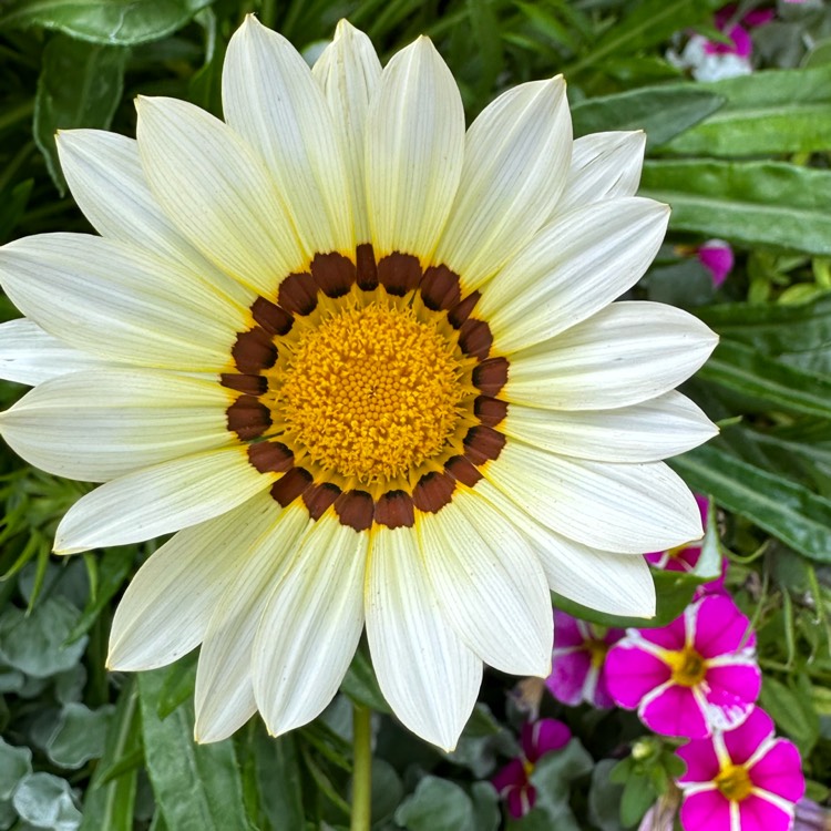 plant image 1675493 plant image 1675493