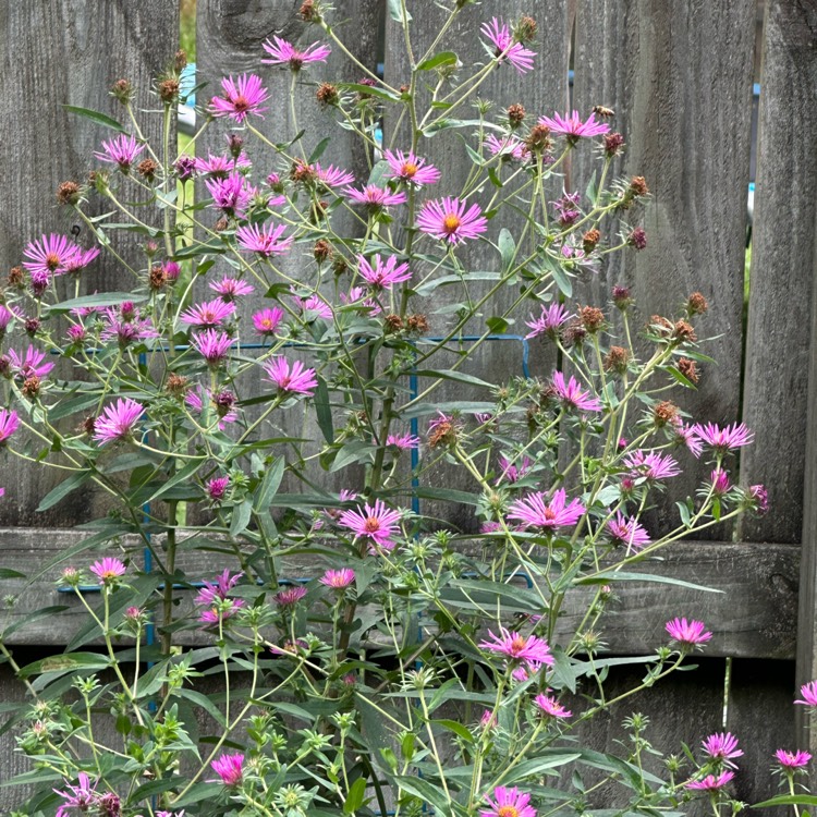 plant image 1677882