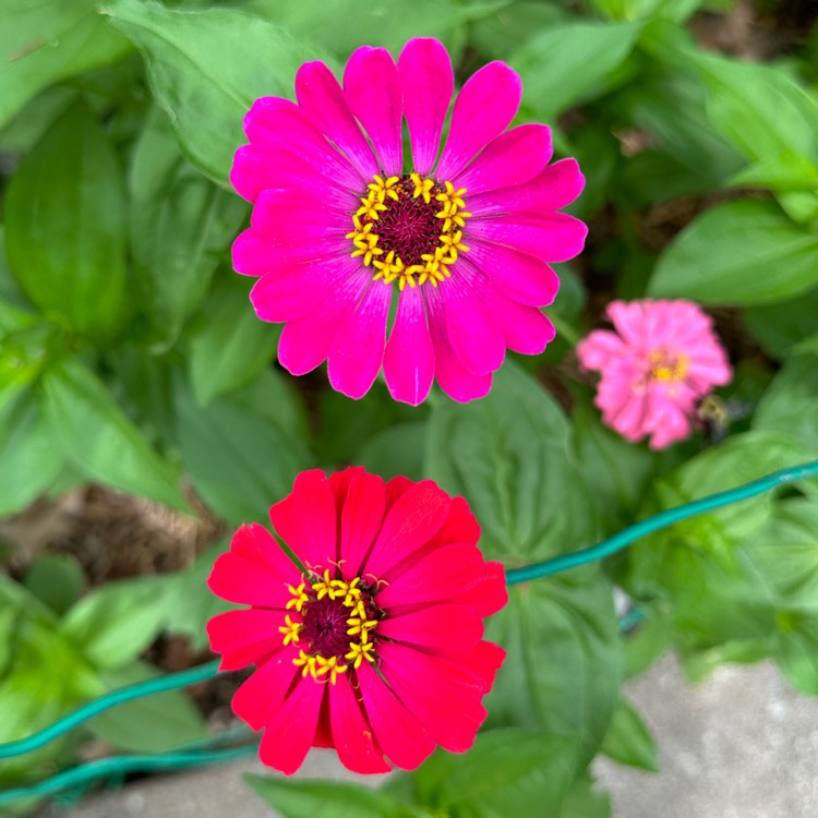 plant image 1677884 plant image 1677884
