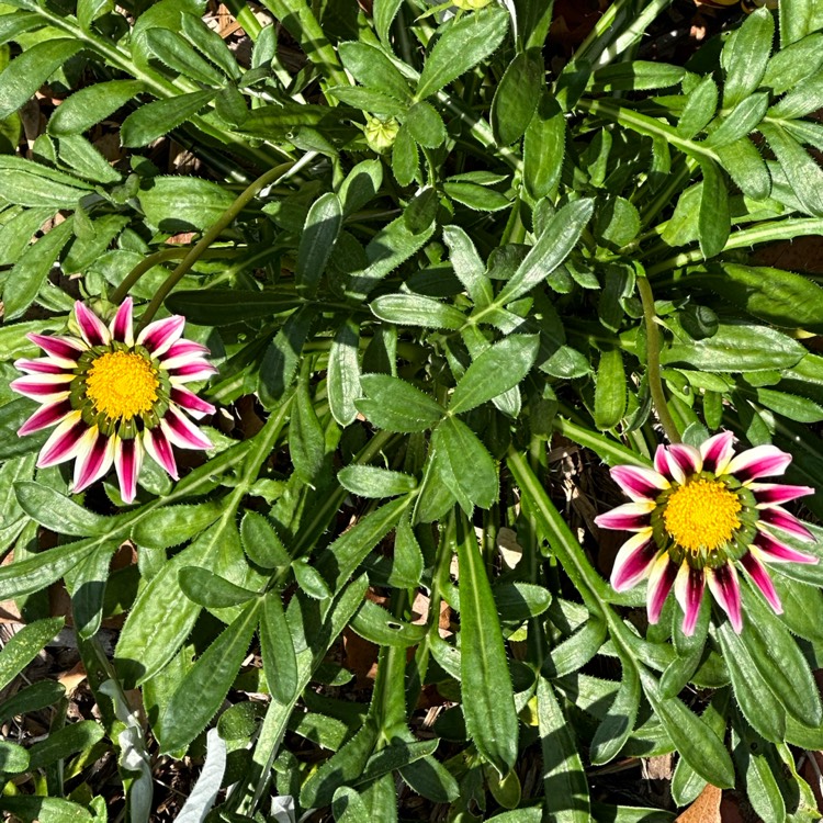 plant image 1679561 plant image 1679561
