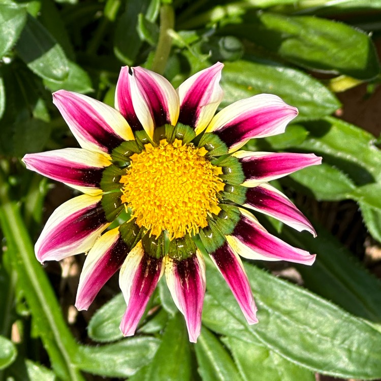 plant image 1679562 plant image 1679562