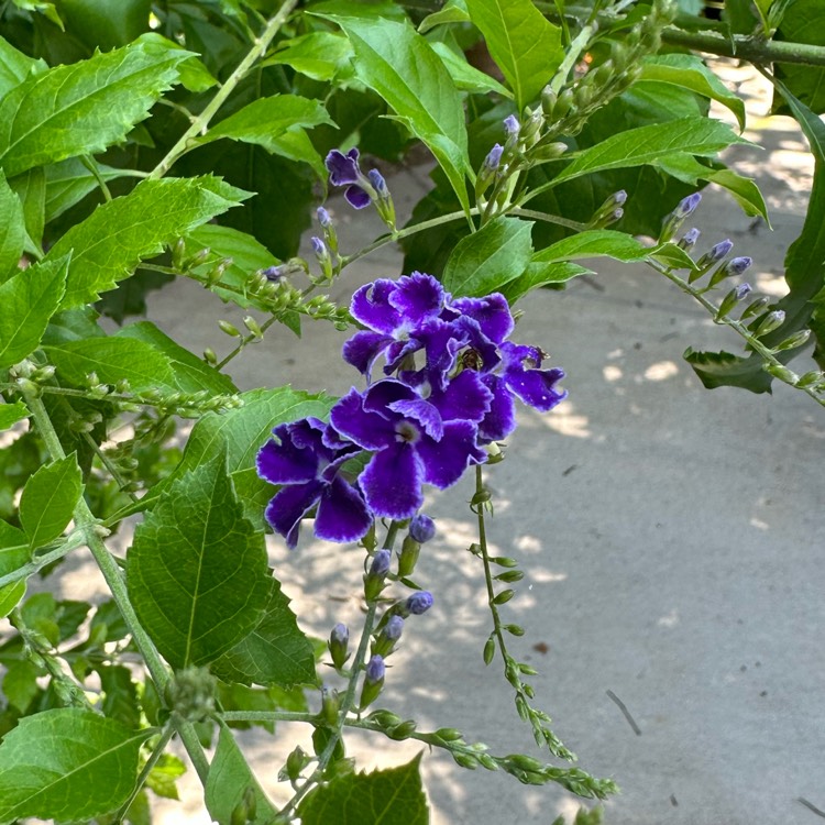 plant image 1680193