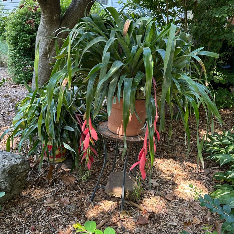 plant image 1680376 plant image 1680376