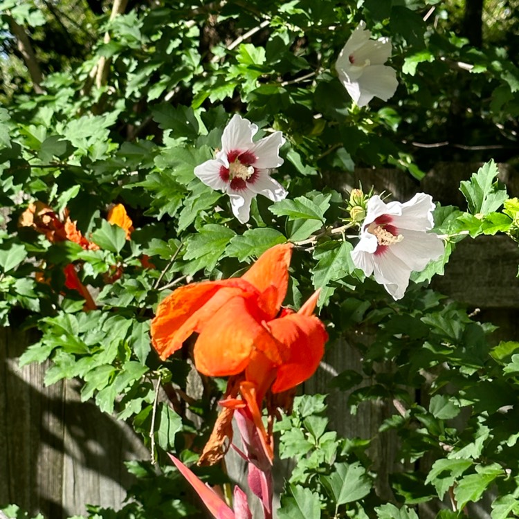 plant image 1684025 plant image 1684025
