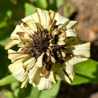 Zinnia