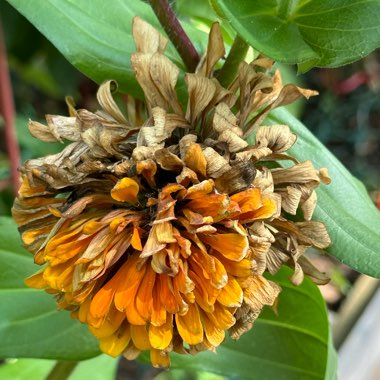 Zinnia