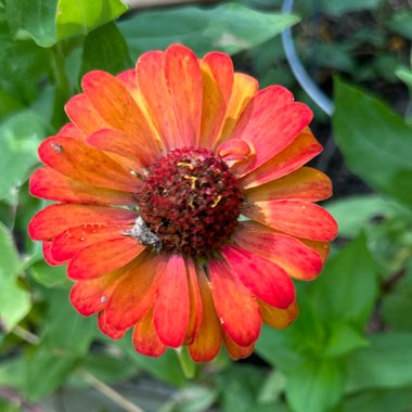 Zinnia