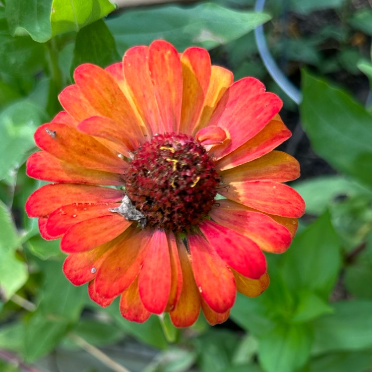 plant image 1688039