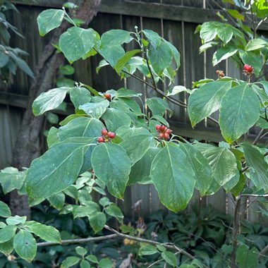 Dogwood