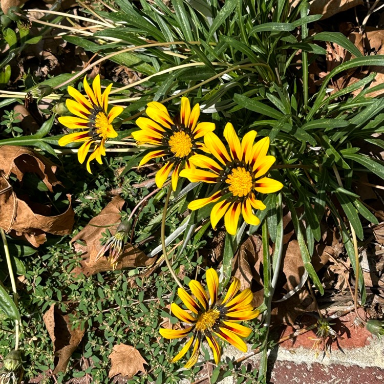 plant image 1688041 plant image 1688041