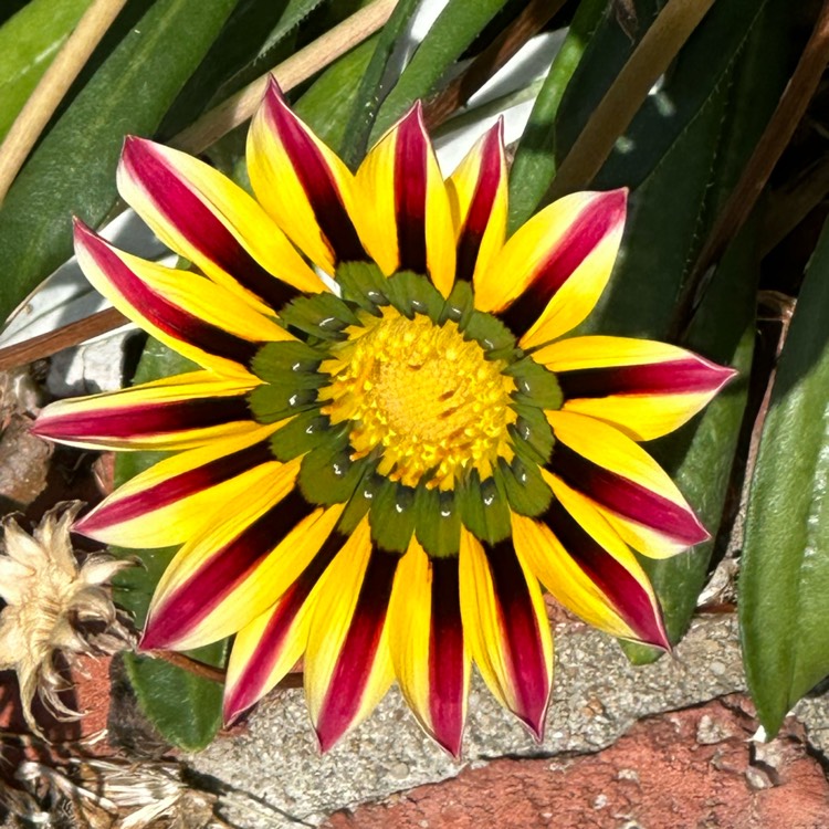 plant image 1688042 plant image 1688042