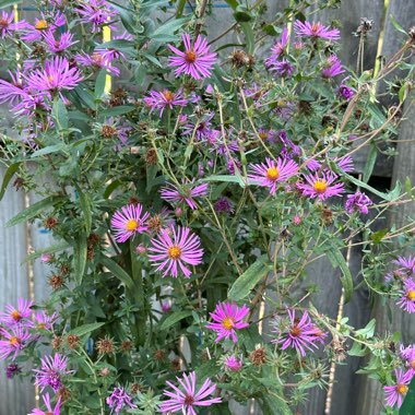Aster