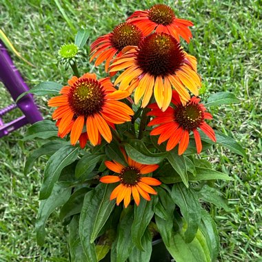 Coneflower (Echinacea)