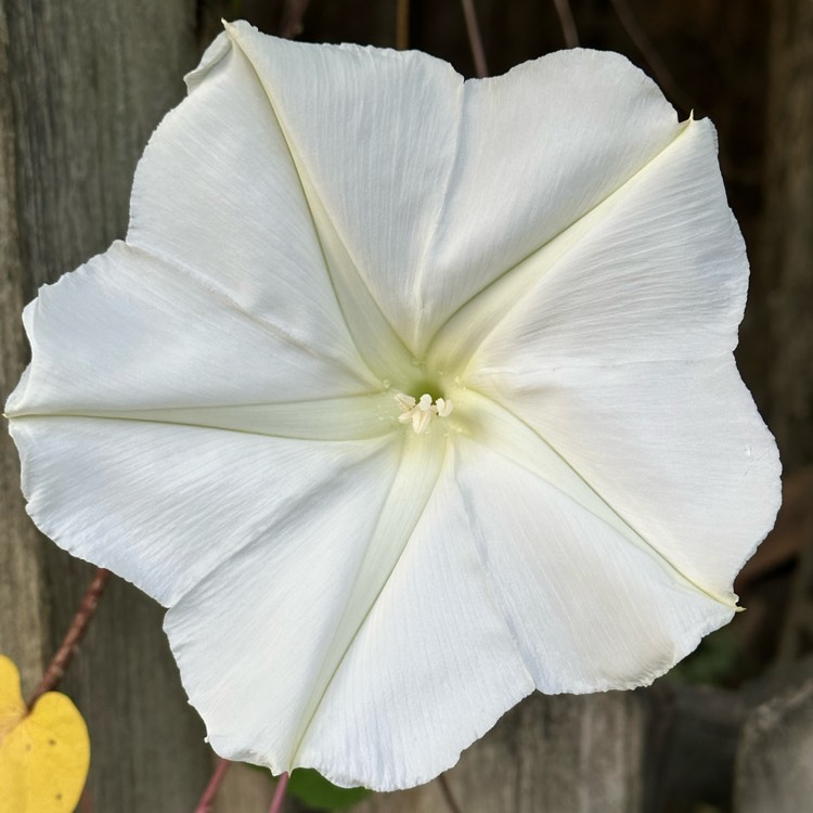 plant image 1690125