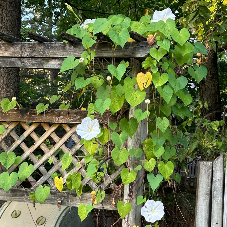 plant image 1690126