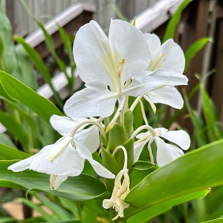 plant image 1690127 plant image 1690127