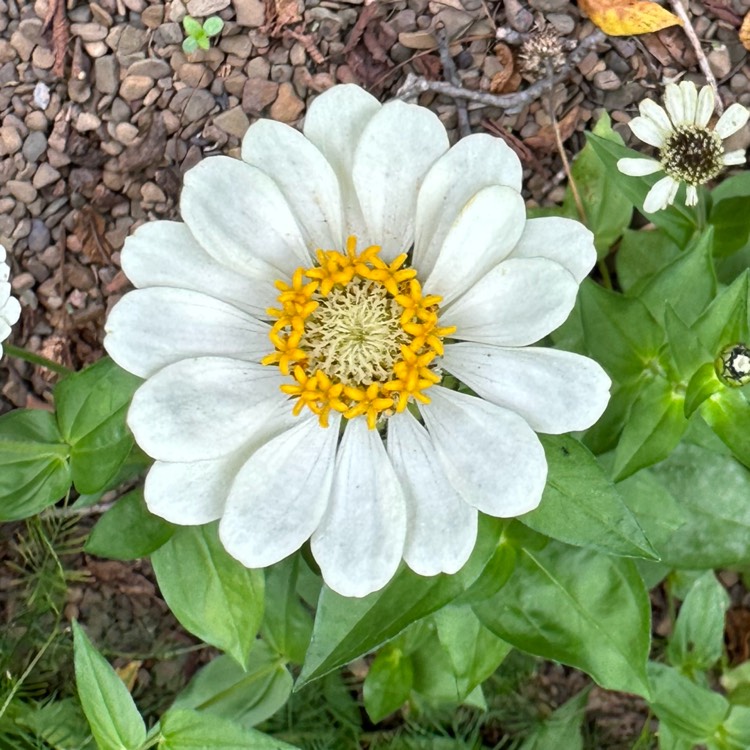 plant image 1690299 plant image 1690299