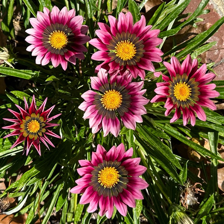 plant image 1691373 plant image 1691373