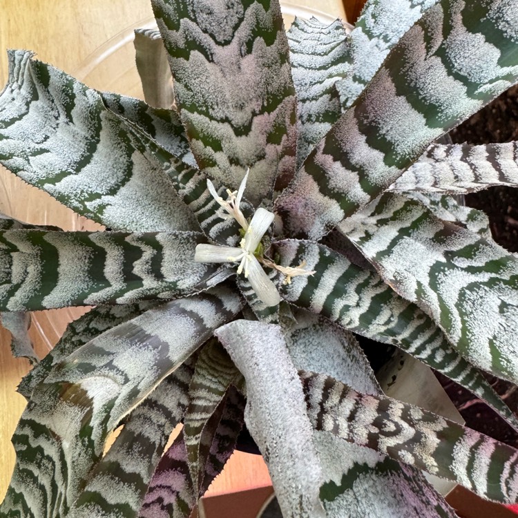 plant image 1700750 plant image 1700750