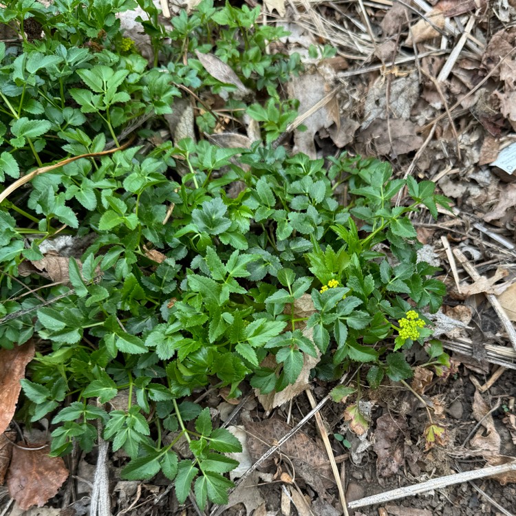 plant image 1701448 plant image 1701448