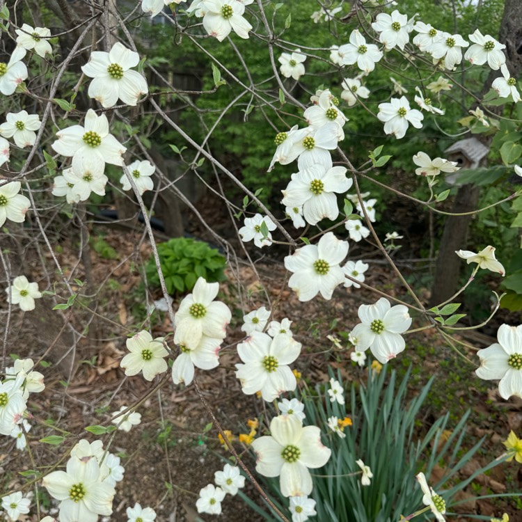 plant image 1701916 plant image 1701916