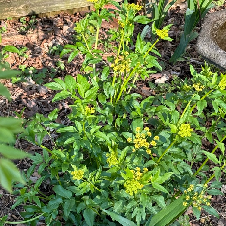 plant image 1703643 plant image 1703643