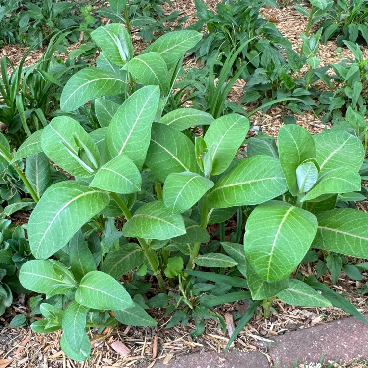 plant image 1705956 plant image 1705956