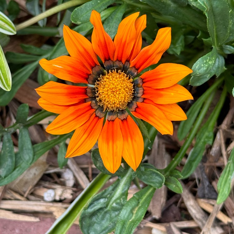 plant image 1707901 plant image 1707901