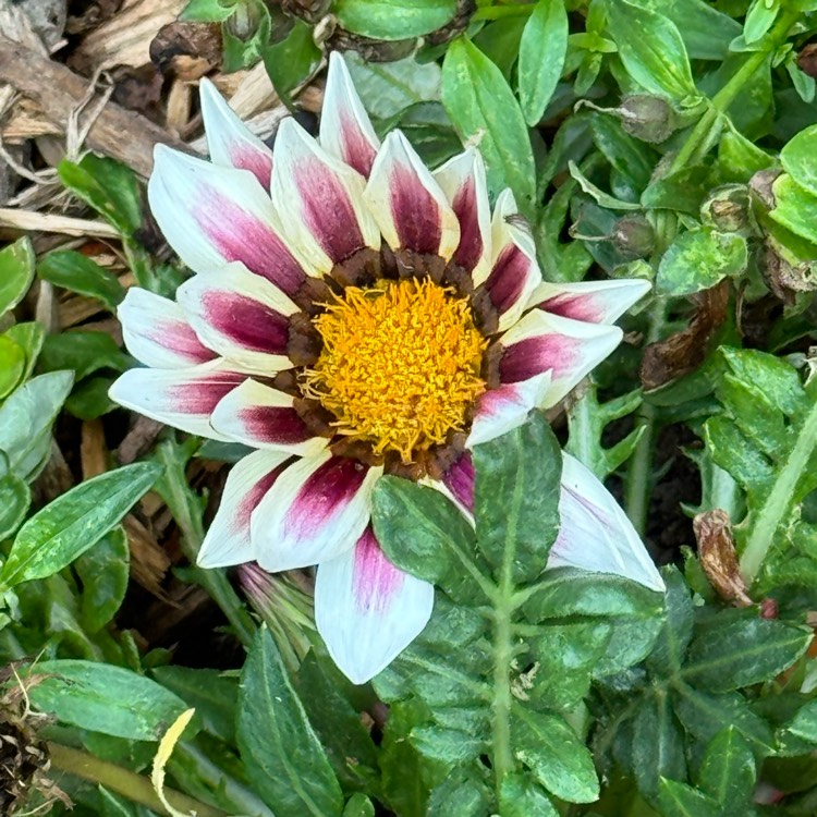 plant image 1709925 plant image 1709925