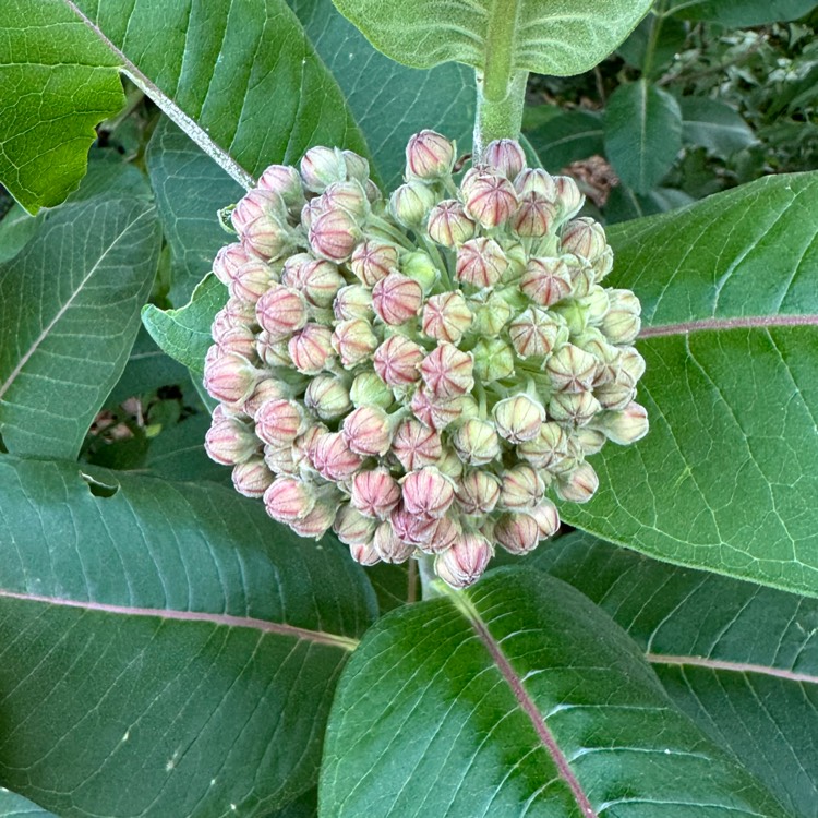 plant image 1710495 plant image 1710495
