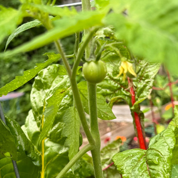 plant image 1711031