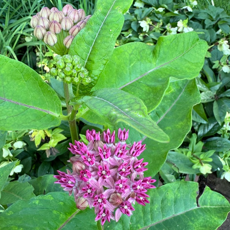 Plant image Asclepias purpurascens