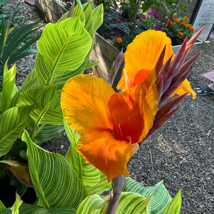plant image 1717038 plant image 1717038