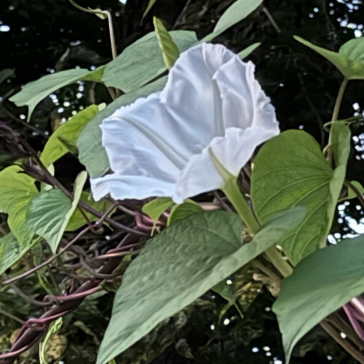 plant image 1721260