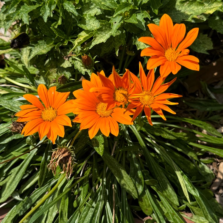 plant image 1721262 plant image 1721262
