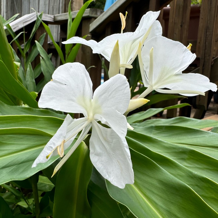 plant image 1722498 plant image 1722498
