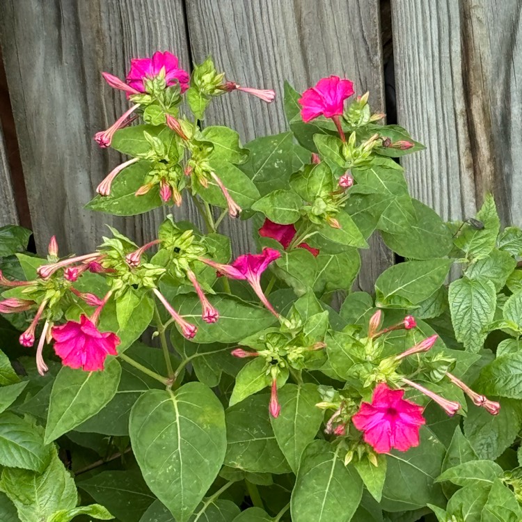 Plant image Mirabilis