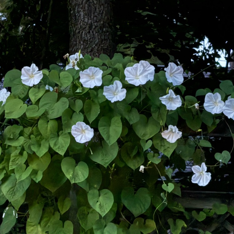 plant image 1723848