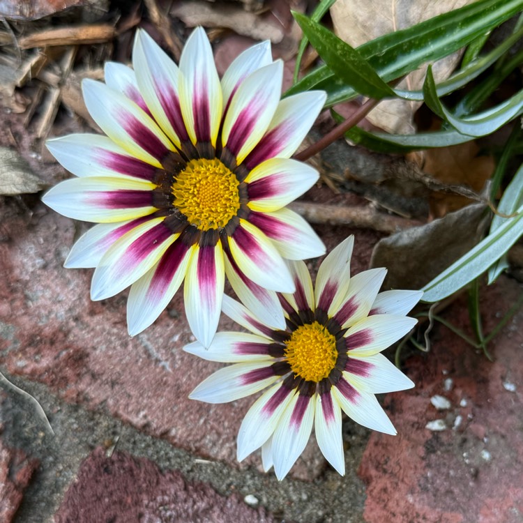 plant image 1725662 plant image 1725662